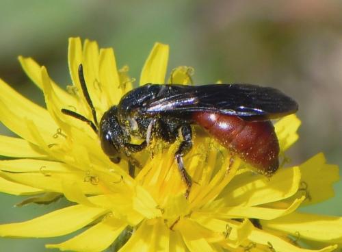 Réf. 248 311 : Sphecodes sp.